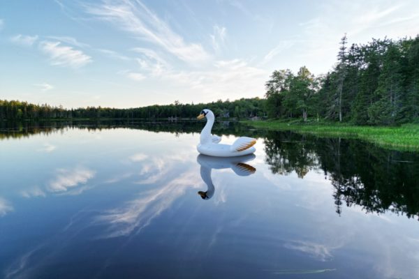 NineMileLake_swanfun