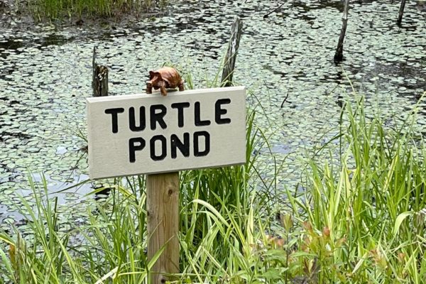 Turtlepond