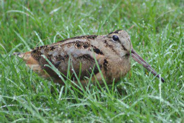 thumbnail_Amercian Woodcock