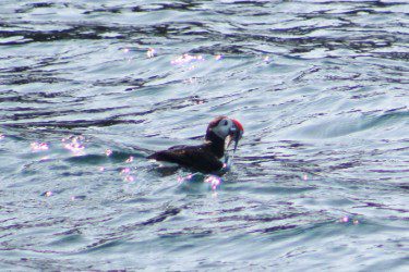 thumbnail_Peggys Cove Puffin